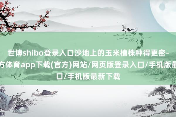 世博shibo登录入口沙地上的玉米植株种得更密-世博官方体育app下载(官方)网站/网页版登录入口/手机版最新下载